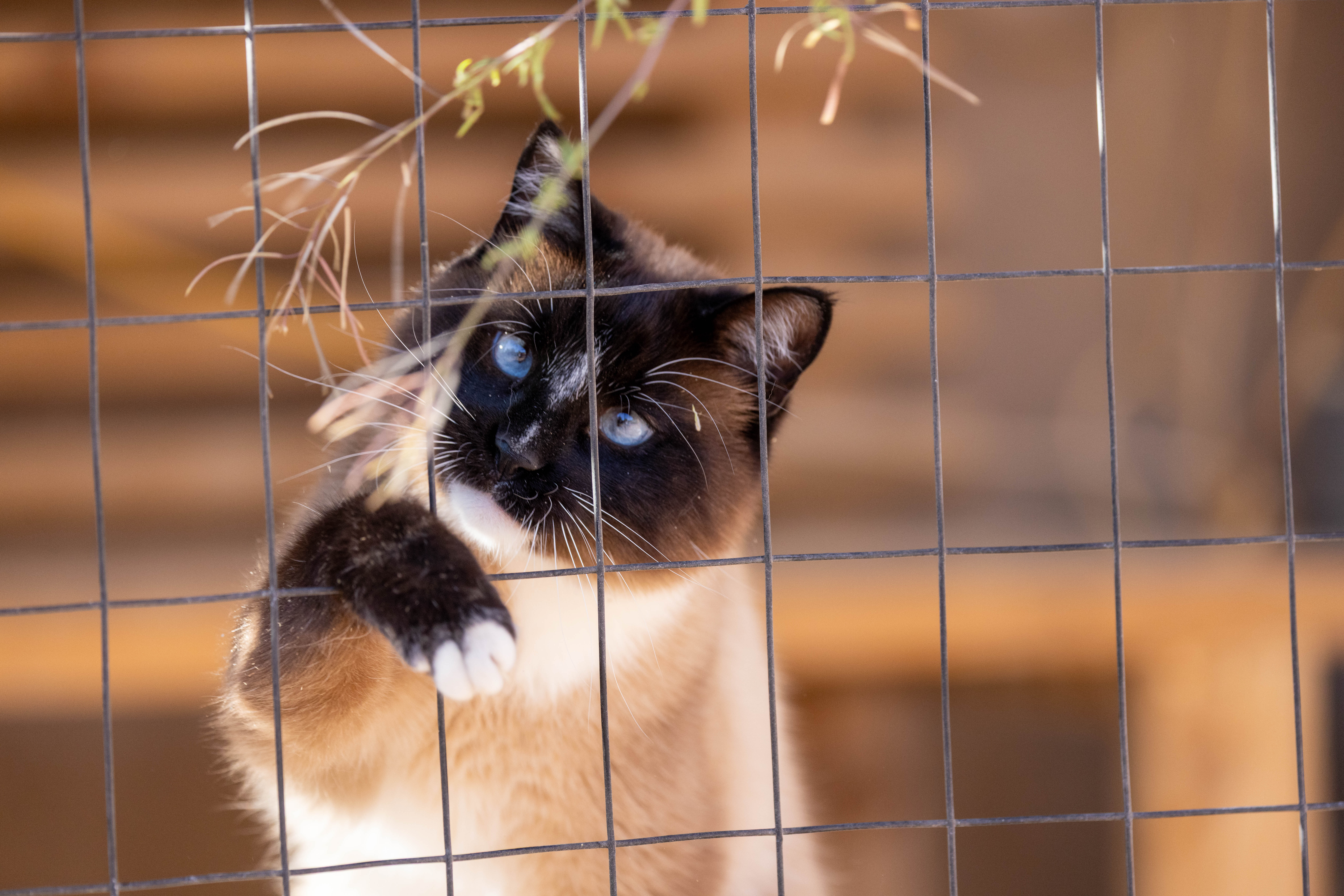 Comparison: 3D render to finished catio