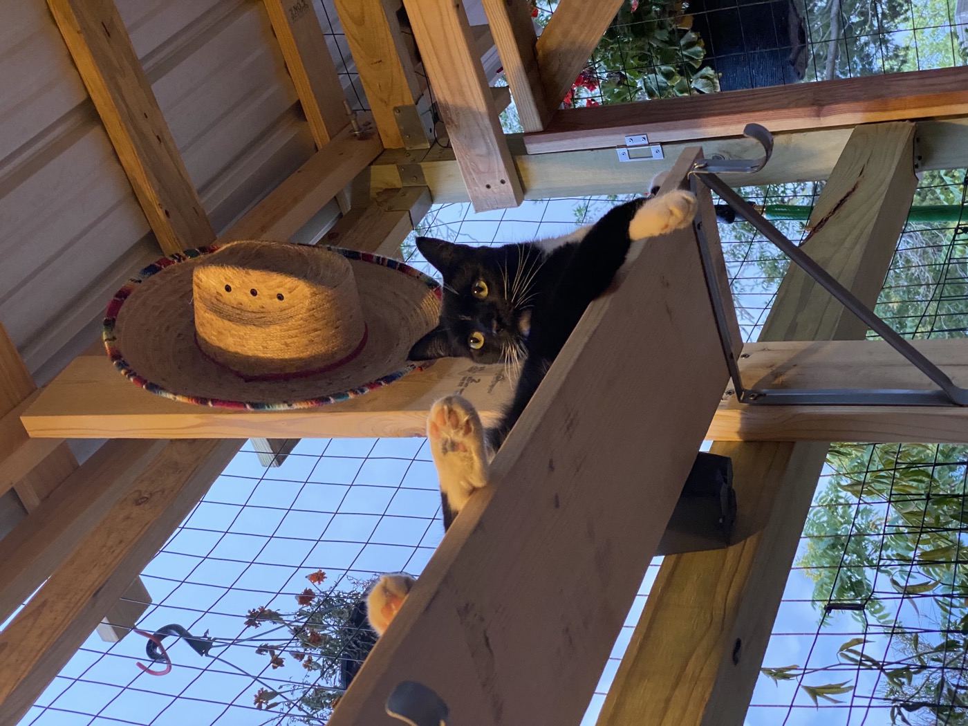 Max Schwaber building a catio